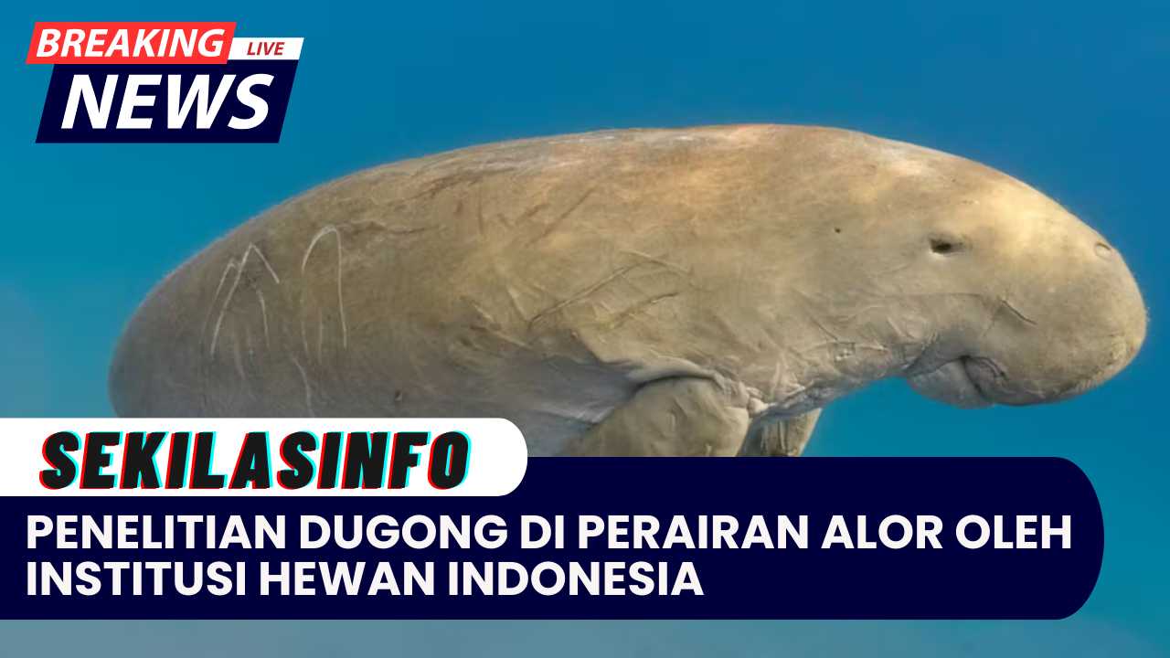 Penelitian Oleh Institusi Hewan Indonesia Melakukan Pengamatan Dugong Di Perairan Alor